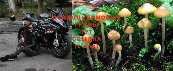 ПСИЛОЦИБИНОВЫЕ ГРИБЫ Заводоуковск