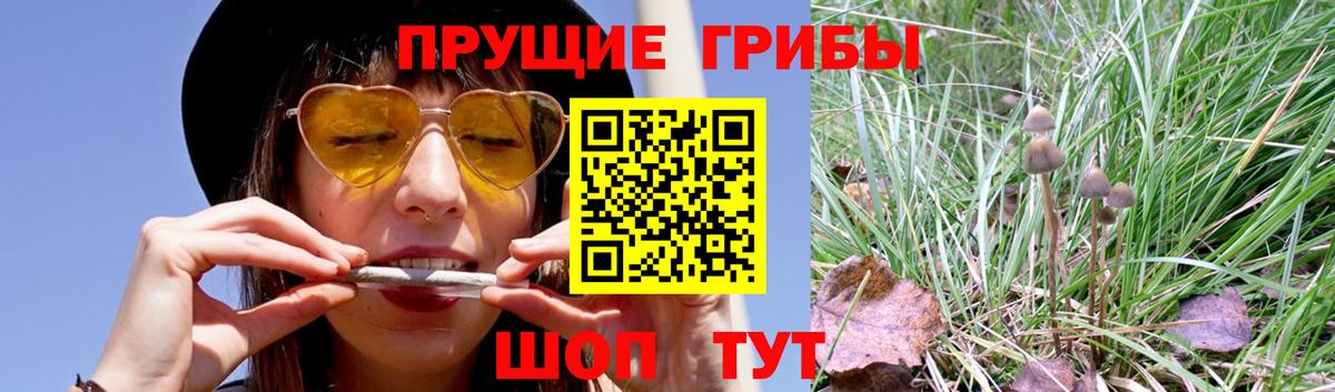 Псилоцибиновые грибы Cubensis  Псилоцибиновые грибы мицелий  Карабулак  Вход с VPN 